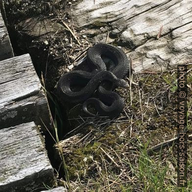 Une vipère péliade noire. Photo © Alex Medwedeff