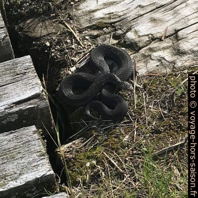 Une vipère péliade noire. Photo © Alex Medwedeff