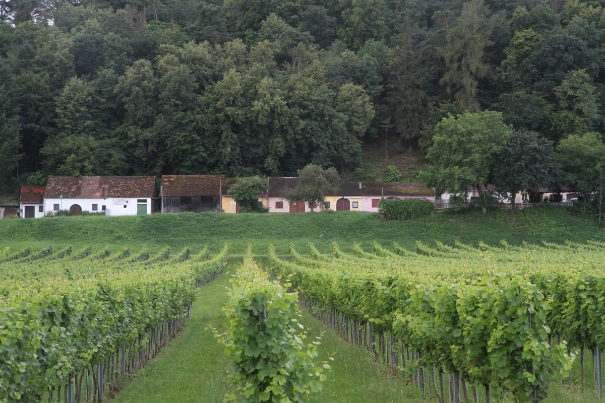 Maisons à presses de l'Eichberger Kellergasse. Photo © Alex Medwedeff