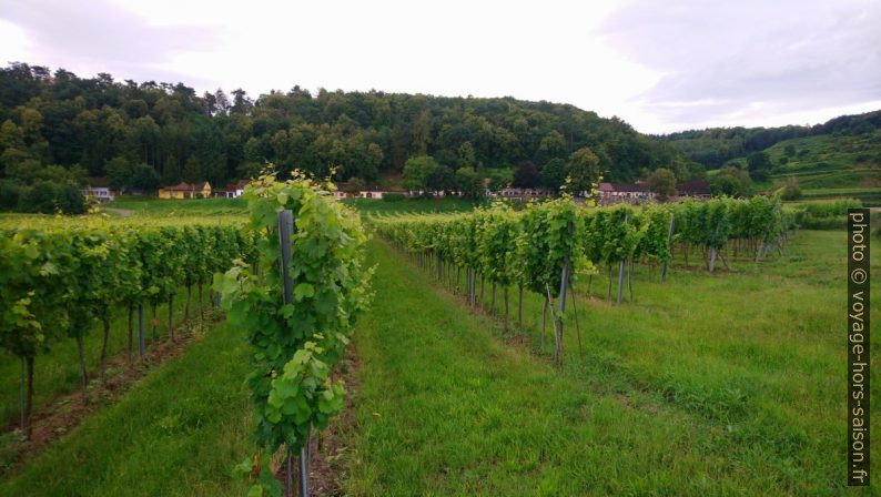 Eichberger Kellergasse et les champs de vignes. Photo © André M. Winter