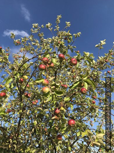 Pommier et pommes en été. Photo © Alex Medwedeff