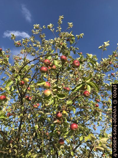 Pommier et pommes en été. Photo © Alex Medwedeff