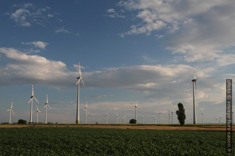 Éoliennes dans la plaine autour de Petronell. Photo © Alex Medwedeff