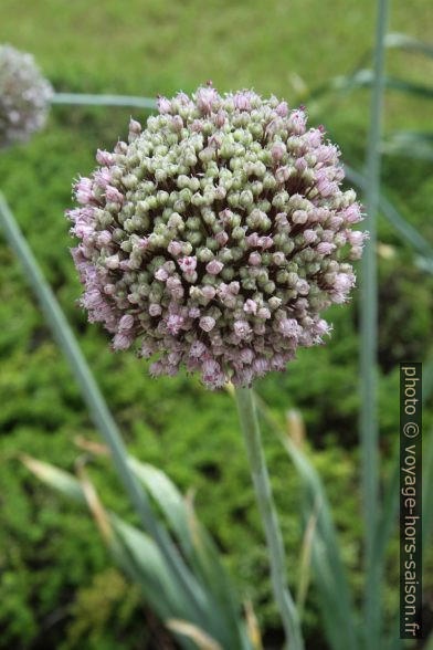 Fleur d'ail. Photo © Alex Medwedeff