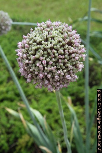 Fleur d'ail. Photo © Alex Medwedeff
