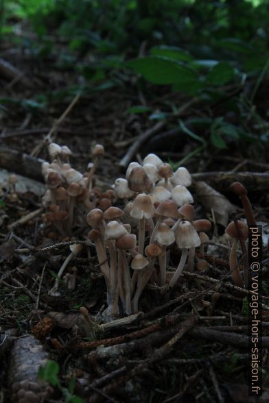 Champignons en lisière de forêt. Photo © Alex Medwedeff