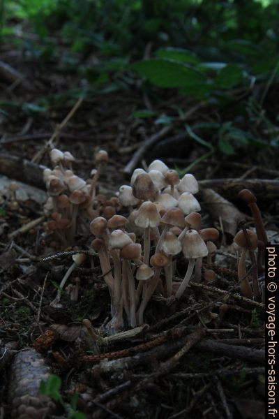 Champignons en lisière de forêt. Photo © Alex Medwedeff