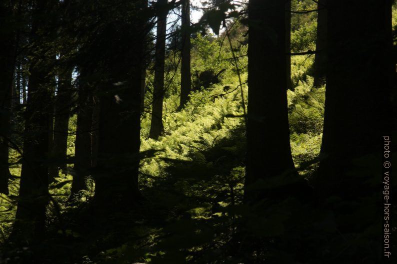 Fougères dans la forêt. Photo © André M. Winter