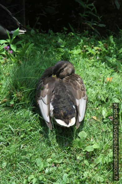 Canard au repos. Photo © Alex Medwedeff