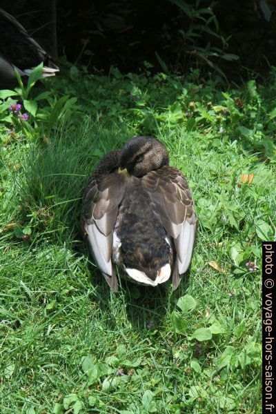 Canard au repos. Photo © Alex Medwedeff