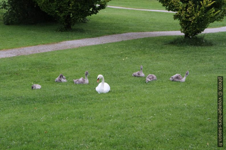 Cygne et six cygneaux . Photo © Alex Medwedeff