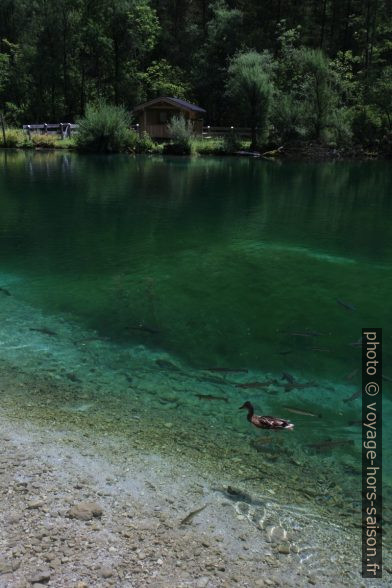 Un canard et des truites au lac Bluntausee inférieur. Photo © Alex Medwedeff