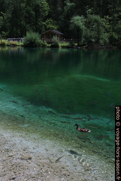 Un canard et des truites au lac Bluntausee inférieur. Photo © Alex Medwedeff
