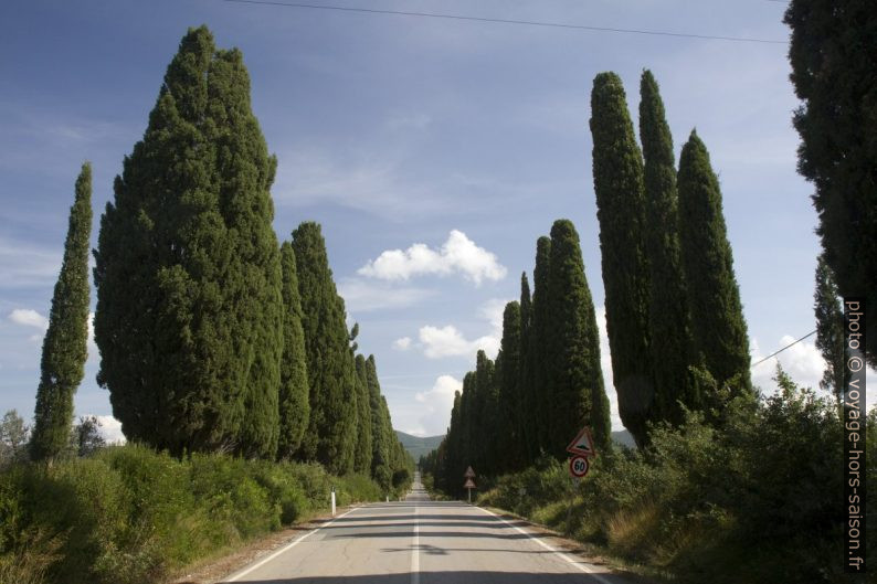 Viale dei Cipressi a Bolgheri. Photo © Alex Medwedeff