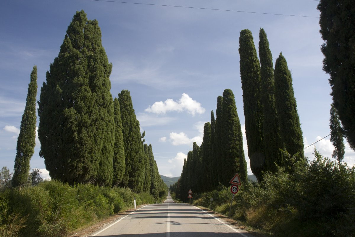 Viale dei Cipressi a Bolgheri. Photo © Alex Medwedeff