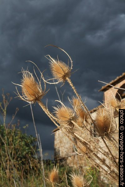 Chardons devant la ferme en ruine de Podere il Bagno. Photo © Alex Medwedeff