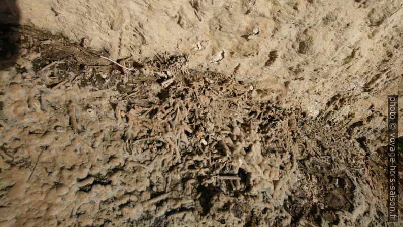 Concrétions de calcite sur les brins d'herbes. Photo © André M. Winter