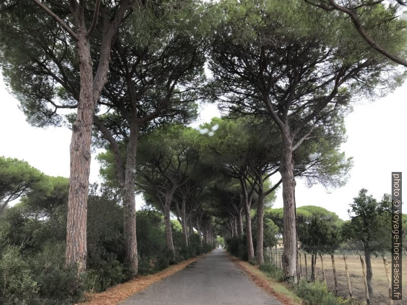 La Strade del Mare della Marina di Alberese. Photo © André M. Winter