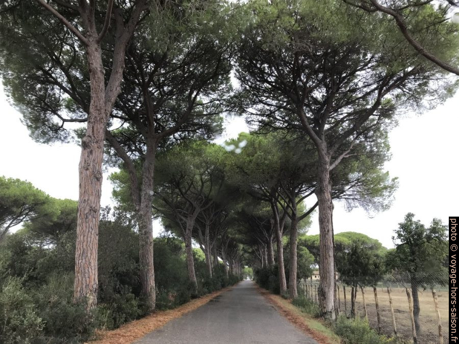 La Strade del Mare della Marina di Alberese. Photo © André M. Winter