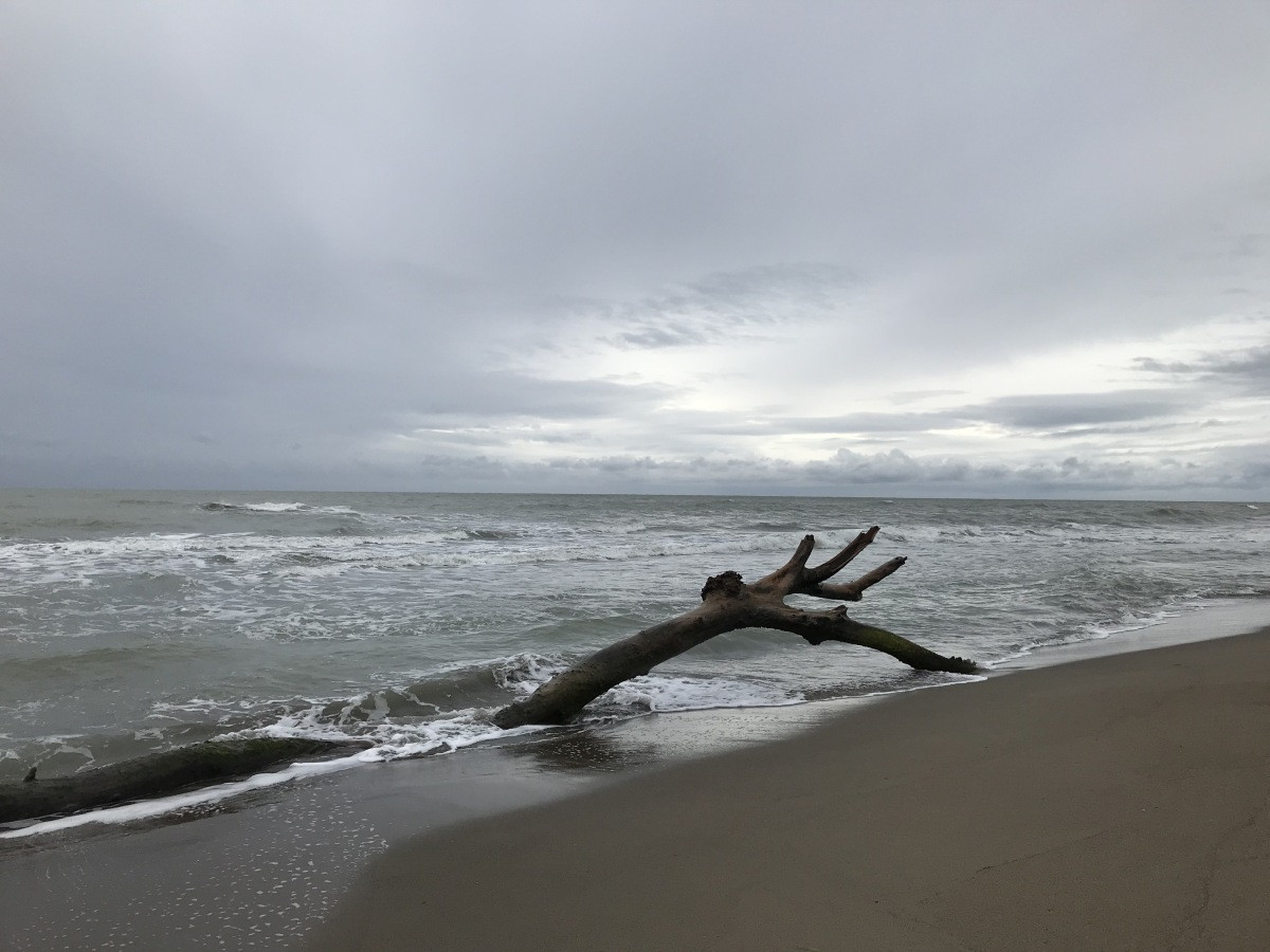 Bois mort à la plage de Marina di Alberese. Photo © Alex Medwedeff
