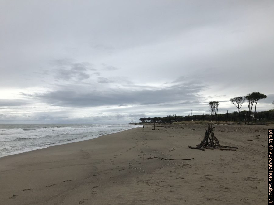 Bois mort à la plage de Marina di Alberese. Photo © Alex Medwedeff