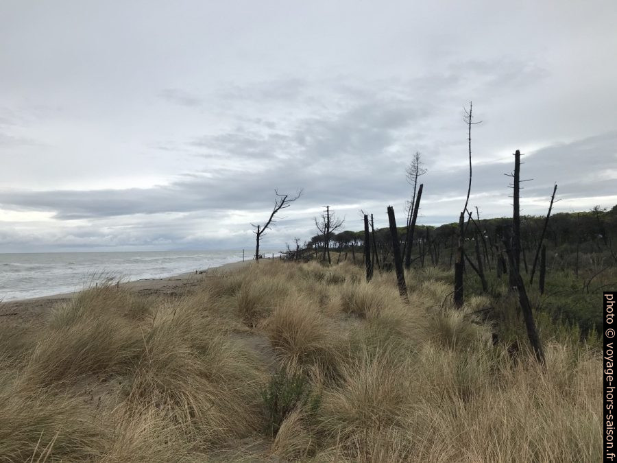 Arbres morts à la plage de Marina di Alberese. Photo © Alex Medwedeff