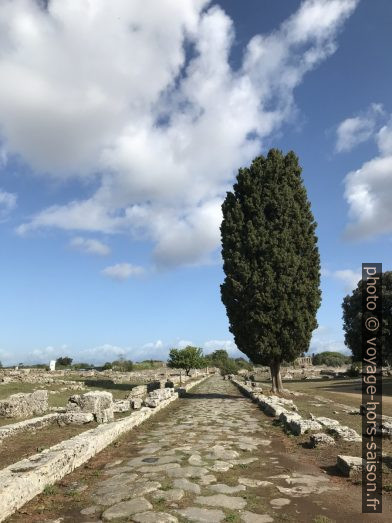 La Via Sacra di Paestum. Photo © Alex Medwedeff