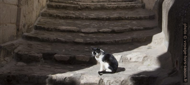 Un chat Blanc et noir au soleil. Photo © André M. Winter