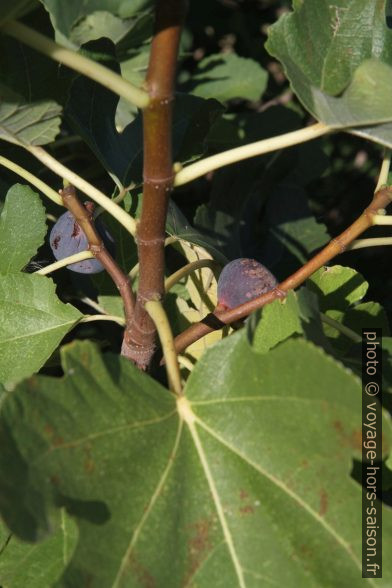 Figues mures sur un figuier. Photo © Alex Medwedeff