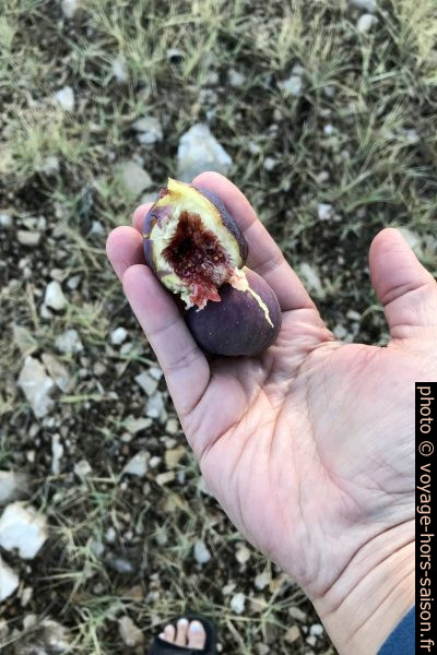 Figues mures dans la main. Photo © Alex Medwedeff