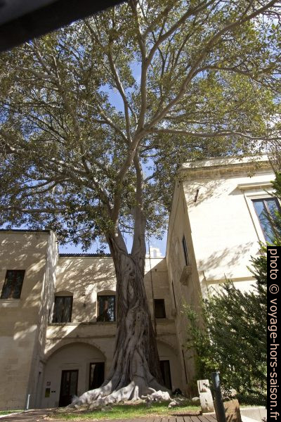 Grand ficus dans la cour du Conservatorio di Sant'Anna. Photo © André M. Winter