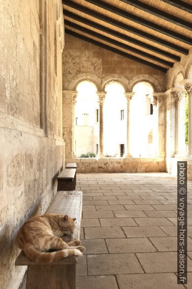 Un chat dans le couloir restant du cloitre de l'Abbaye de Santa Maria a Cerrate. Photo © Alex Medwedeff