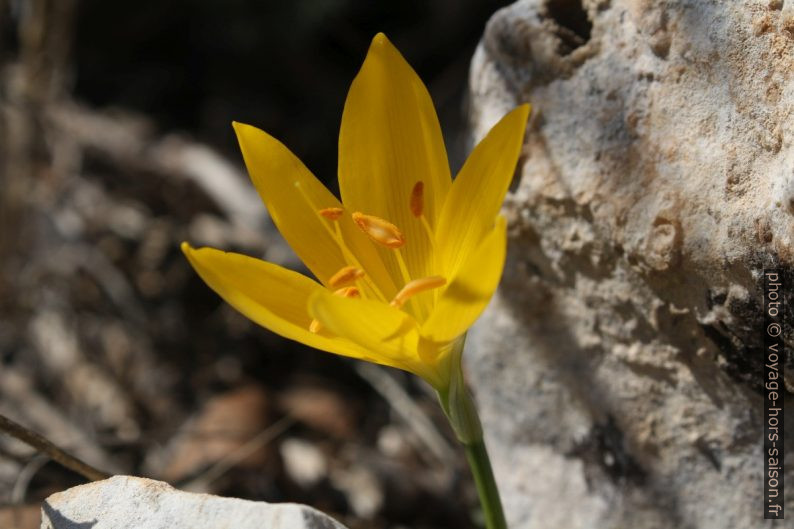 Sternbergia lutea en fleur. Photo © André M. Winter