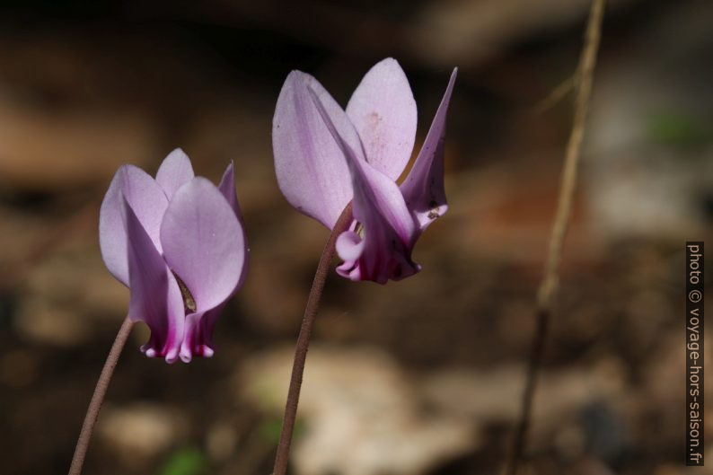 Fleurs de cyclamen. Photo © André M. Winter