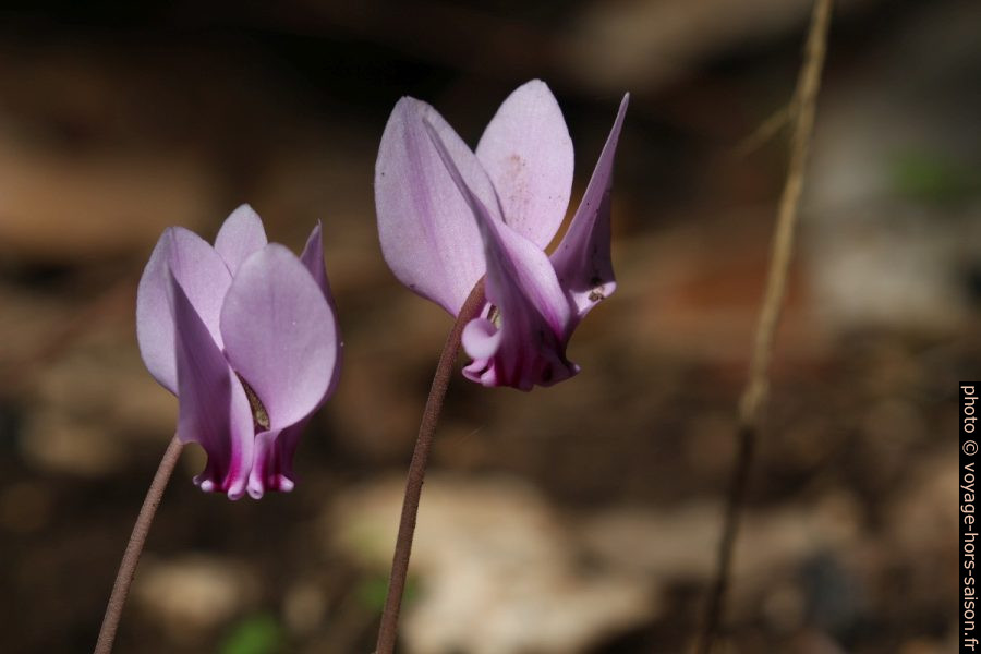 Fleurs de cyclamen. Photo © André M. Winter