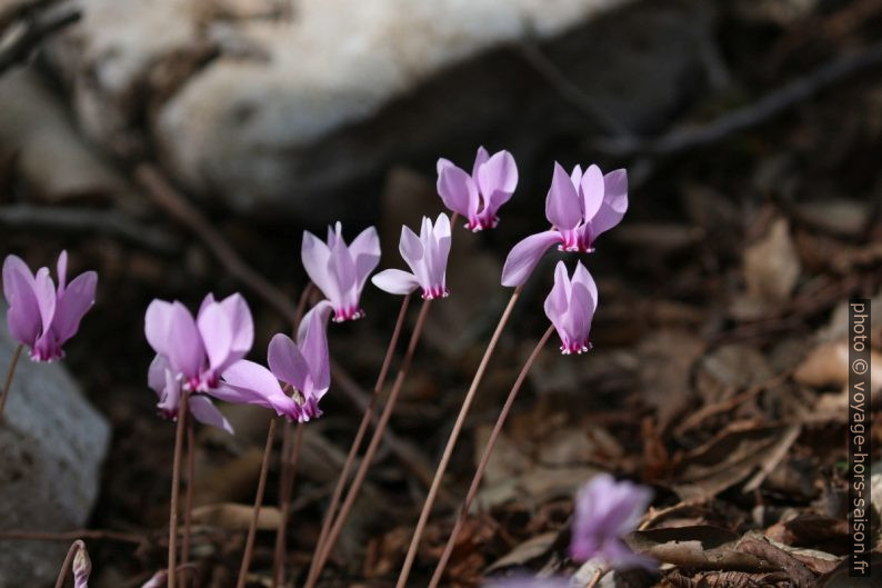 Fleurs de cyclamen. Photo © André M. Winter