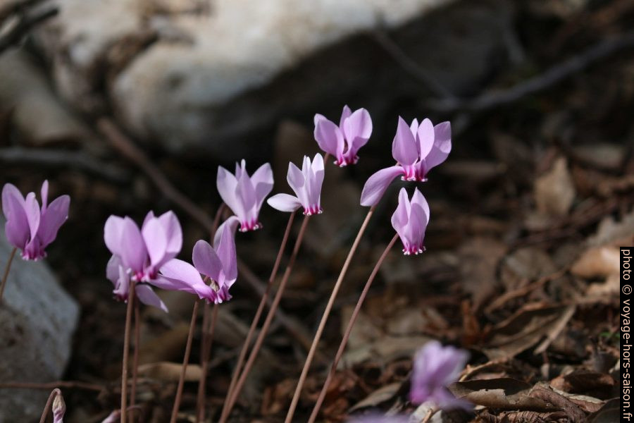 Fleurs de cyclamen. Photo © André M. Winter