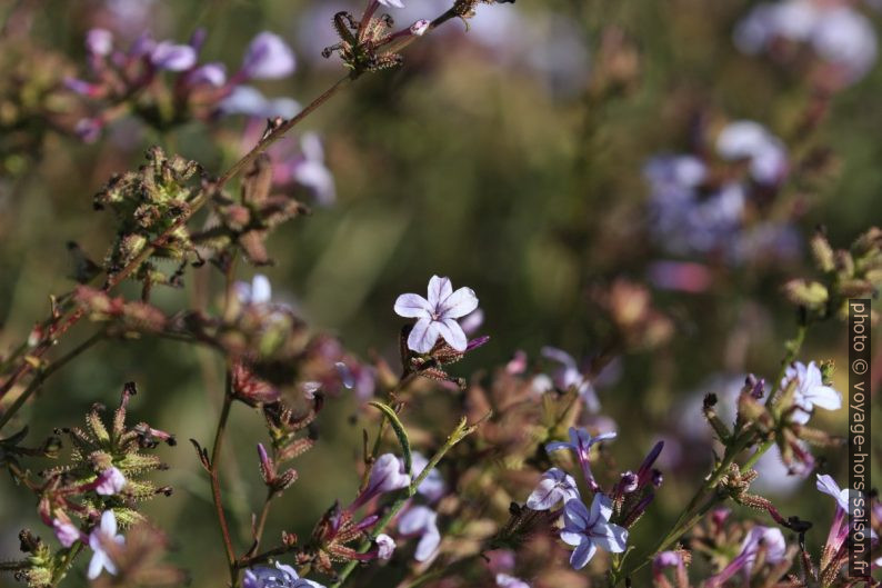 Fleurs bleues d'automne. Photo © André M. Winter