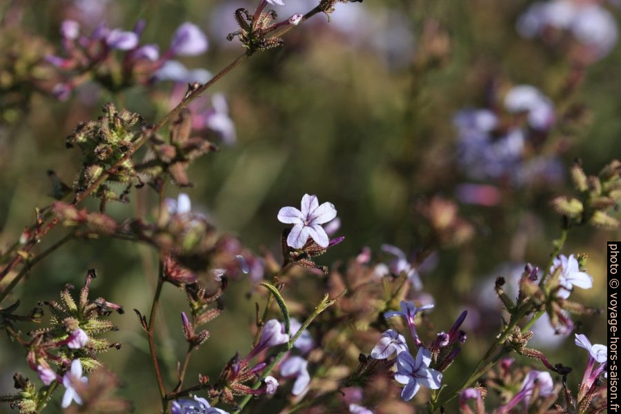 Fleurs bleues d'automne. Photo © André M. Winter