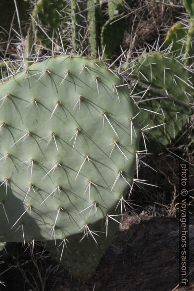 Opuntia avec longues épines. Photo © Alex Medwedeff