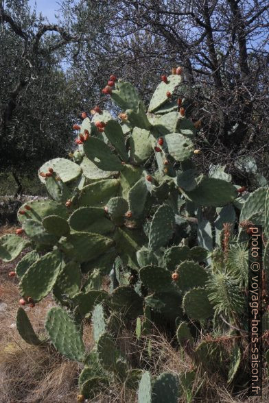 Opuntia avec longues épines. Photo © Alex Medwedeff