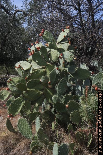 Opuntia avec longues épines. Photo © Alex Medwedeff