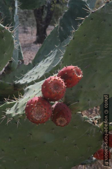 Figues de Barbarie. Photo © Alex Medwedeff