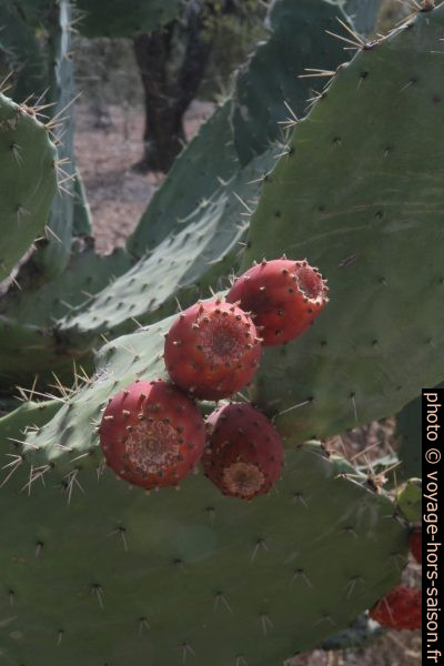 Figues de Barbarie. Photo © Alex Medwedeff