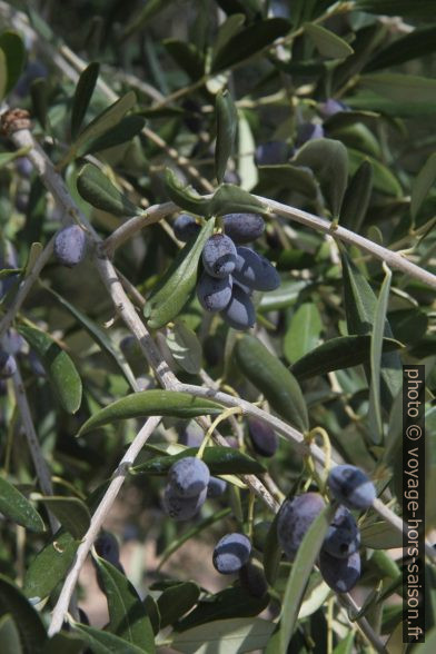 Olives bleues sur l'arbre. Photo © Alex Medwedeff