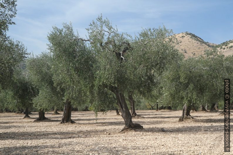 Oliveraie au sud du Massif de Gargano. Photo © Alex Medwedeff