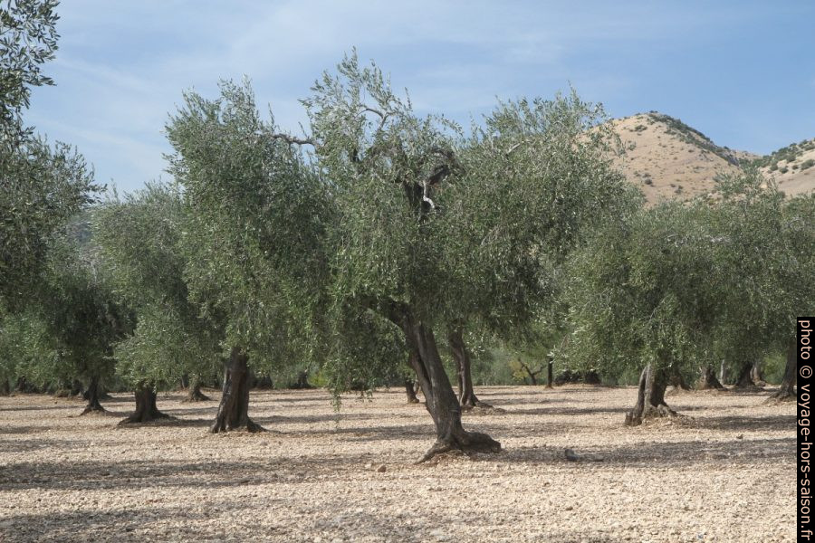Oliveraie au sud du Massif de Gargano. Photo © Alex Medwedeff