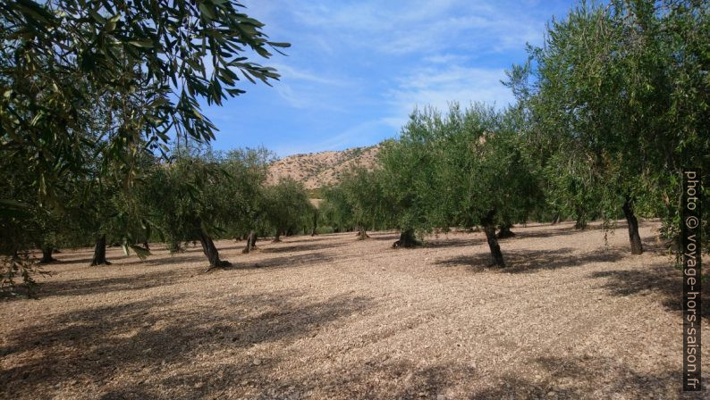 Oliveraie au sud du Massif de Gargano. Photo © André M. Winter