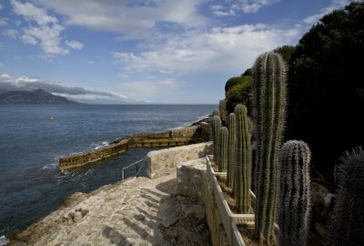 Rangée de cactées sur le sentier du littoral au nord de la Presqu'île du Cap Ferrat. Photo © André M. Winter