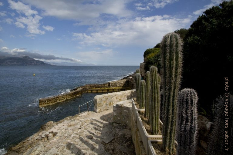 Rangée de cactées sur le sentier du littoral au nord de la Presqu'île du Cap Ferrat. Photo © André M. Winter
